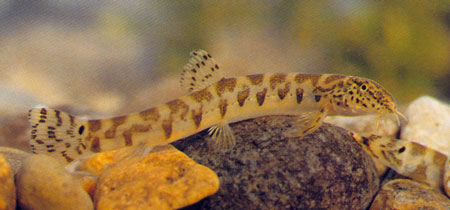 Iksookimia pumila