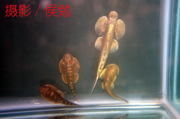Jinshaia sinensis