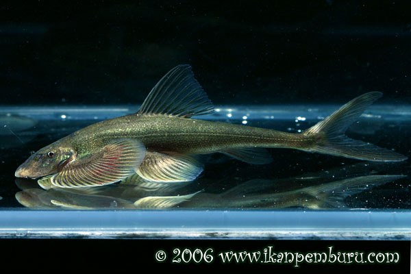 Jinshaia sinensis Jinshaia sinensis