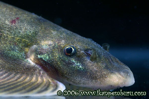 Jinshaia sinensis - Head closeup