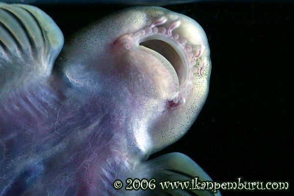 Jinshaia sinensis - Mouth detail