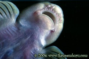 Jinshaia sinensis - Mouth detail