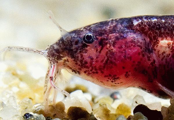 Kottelatlimia katik - Head closeup