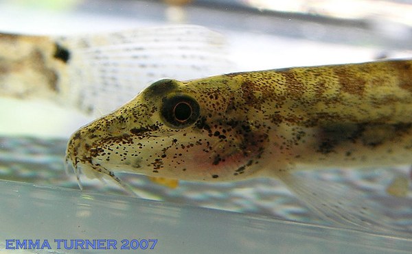 Kottelatlimia pristes - Head closeup