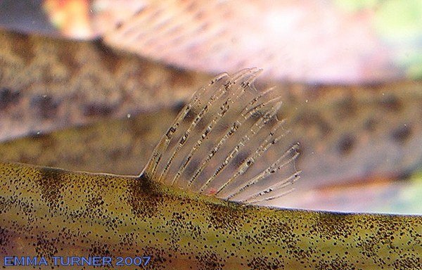 Kottelatlimia pristes - Dorsal fin closeup