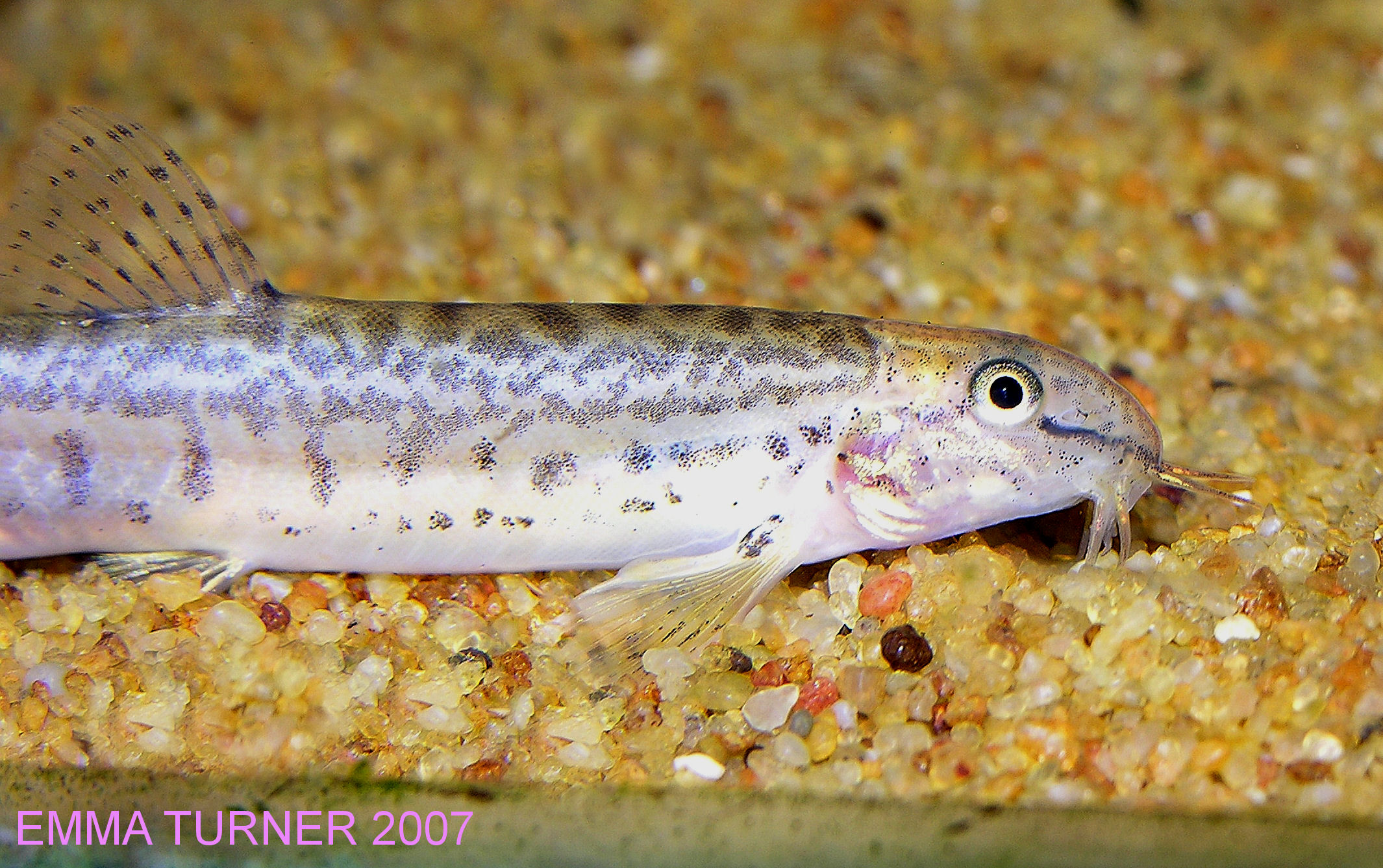 Lepidocephalus thermalis - close-up