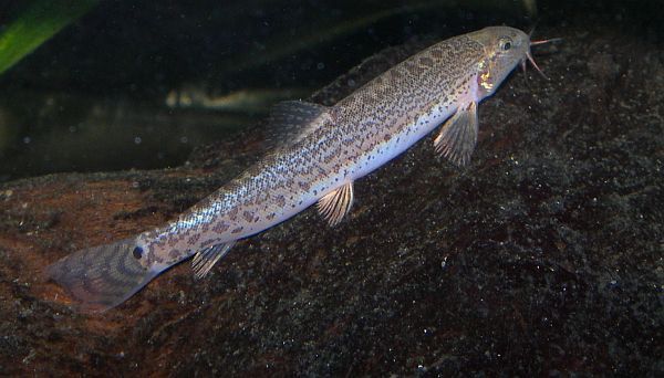 Lepidocephalichthys berdmorei