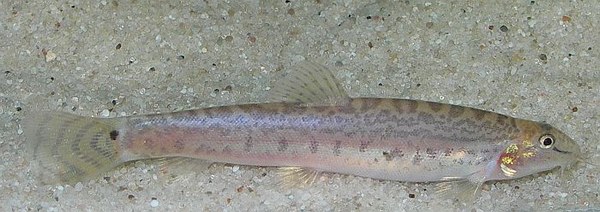 Lepidocephalichthys berdmorei