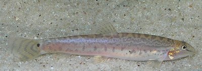 Lepidocephalichthys berdmorei Lepidocephalichthys berdmorei