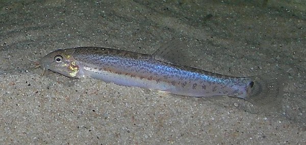 Lepidocephalichthys berdmorei