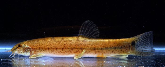 Lepidocephalichthys berdmorei