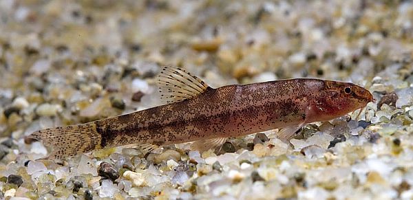 Lepidocephalichthys furcatus 