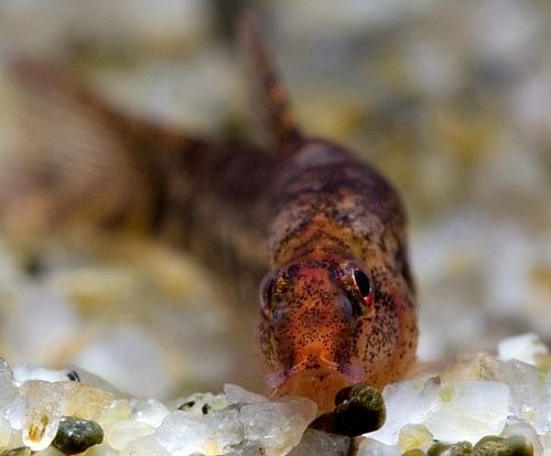 Lepidocephalichthys furcatus - Closeup