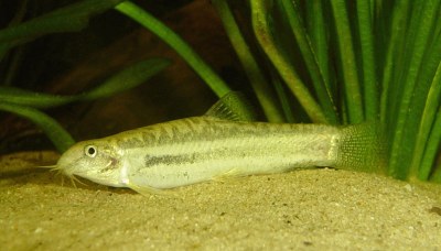 Lepidocephalichthys guntea