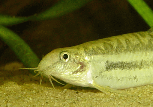 Lepidocephalichthys guntea