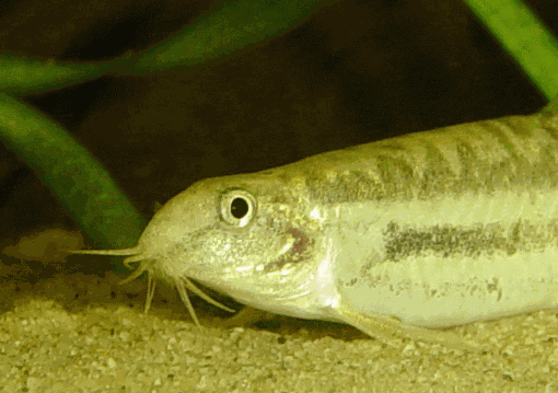 Lepidocephalichthys guntea