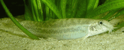 Lepidocephalichthys guntea