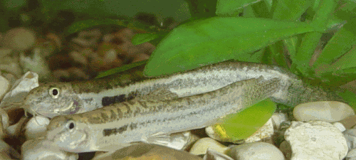 Lepidocephalichthys guntea