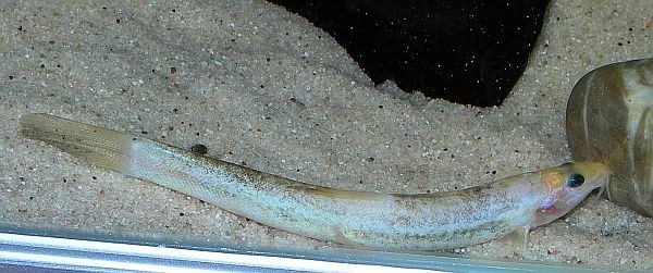 Lepidocephalichthys guntea - leucistic form