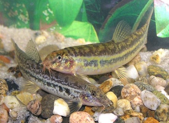 Lepidocephalichthys guntea pair