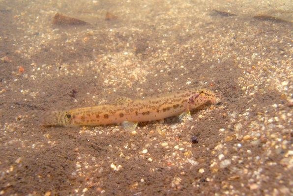 Lepidocephalichthys hasselti in habitat, Thailand