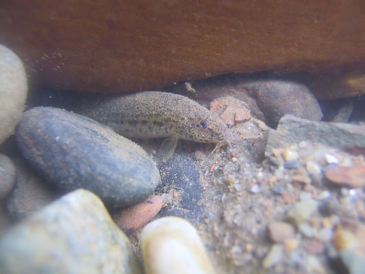 Lepidocephalichthys hasselti in habitat, Thailand