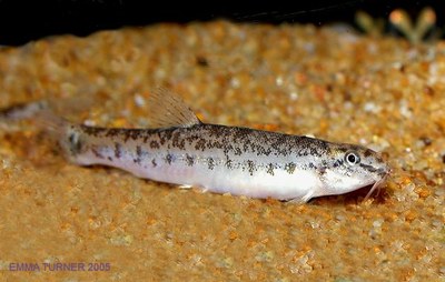 Lepidocephalichthys hasselti Lepidocephalichthys hasselti