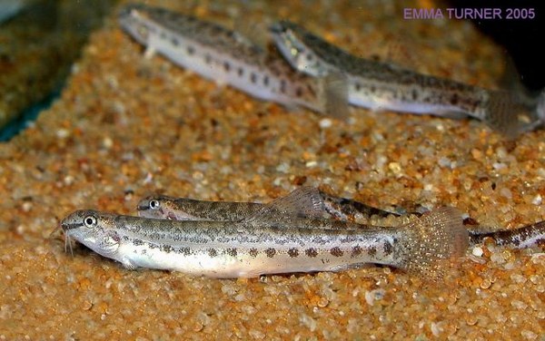 Lepidocephalichthys hasselti