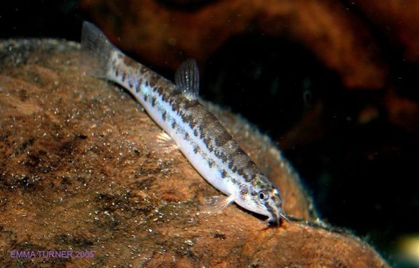 Lepidocephalichthys hasselti