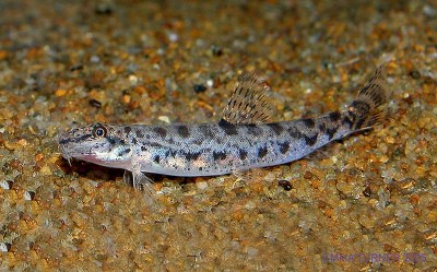 Lepidocephalus thermalis Lepidocephalichthys thermalis