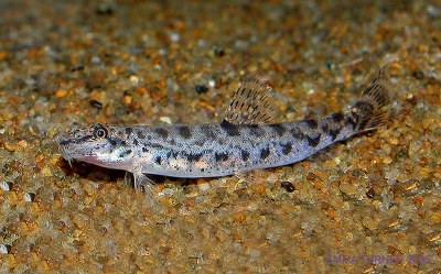 Lepidocephalichthys thermalis