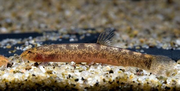 Lepidocephalichthys tomaculum