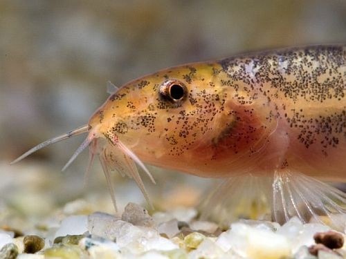 Lepidocephalichthys tomaculum - Head closeup