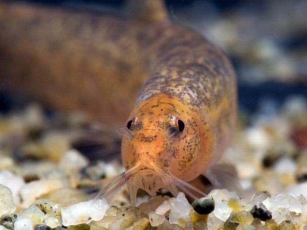 Lepidocephalichthys tomaculum - Mouth closeup