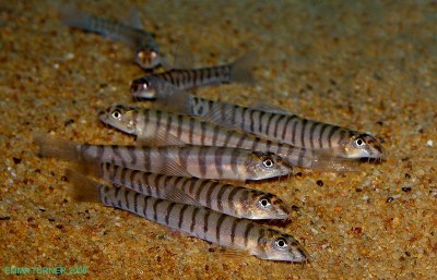 Longischistura striata Longischistura striata