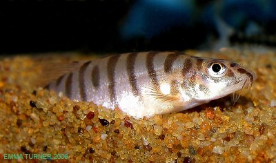 Longischistura striata Longischistura striata