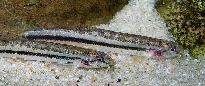 Lepidocephalichthys cf. guntea - Closeup