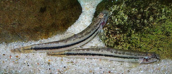 Lepidocephalichthys cf. guntea