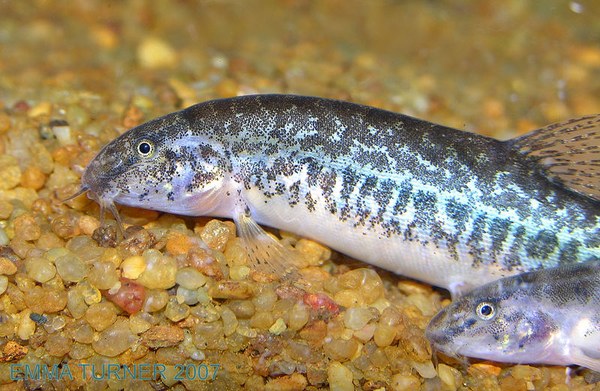 Lepidocephalus cf. thermalis - Closeup