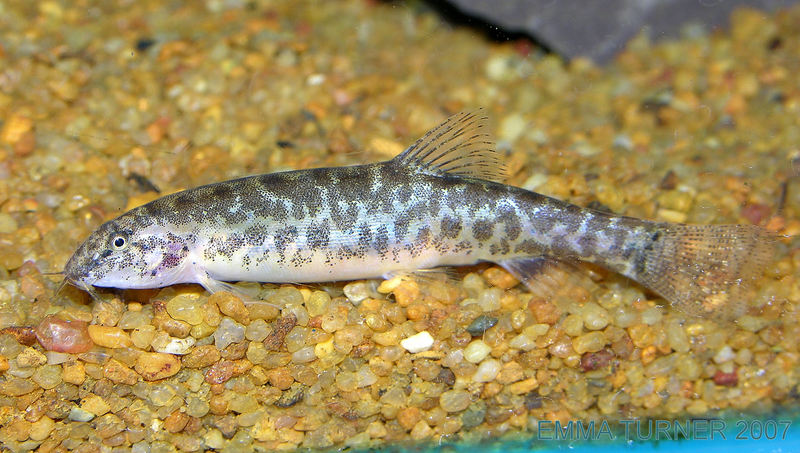 Lepidocephalus cf. thermalis