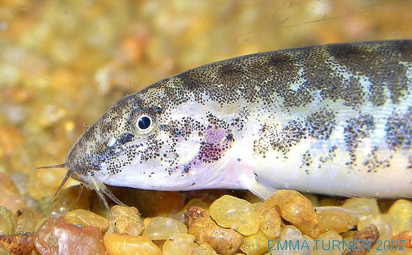 Lepidocephalus cf. thermalis -Closeup