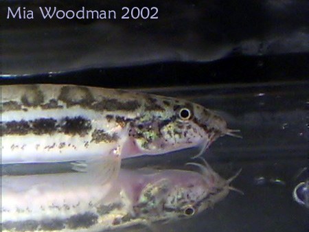 Lepidocephalichthys guntea - head closeup