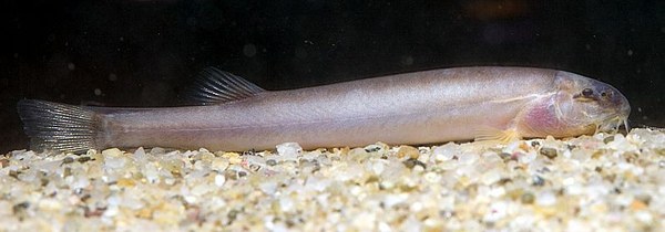 Lepidocephalus macrochir Lepidocephalus macrochir