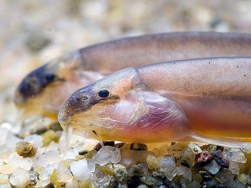 Lepidocephalus macrochir, head closeup