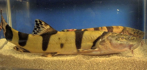 Leptobotia elongata Leptobotia elongata