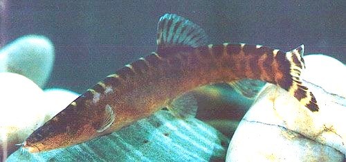 Leptobotia guilinensis Leptobotia guilinensis