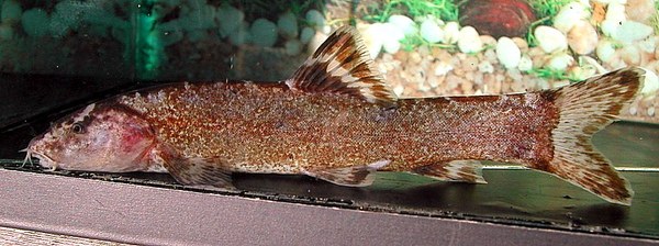 Leptobotia tientaienensis Leptobotia tientaienensis