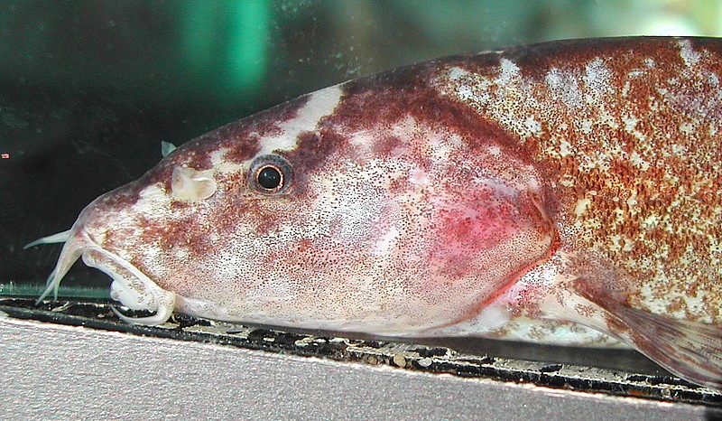 Leptobotia tientaienensis - Head closeup