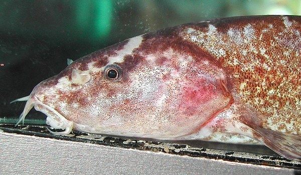 Leptobotia tientaienensis - Head closeup