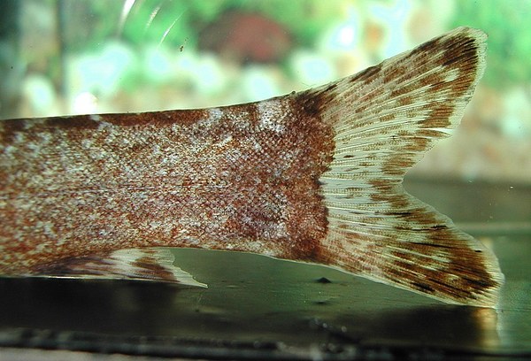 Leptobotia tientaienensis - Tail closeup